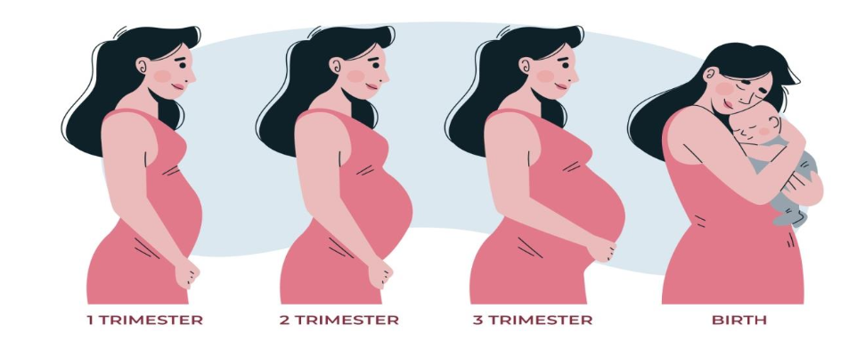 Understanding Pregnancy and the Journey to Motherhood